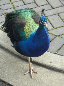 Peacock starts to strut